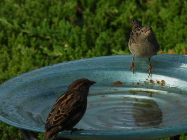 House Sparrow - ML624103904