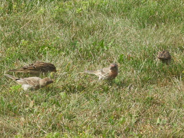 House Sparrow - ML624103907