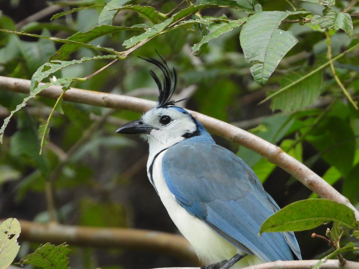 White-throated Magpie-Jay - ML624103911