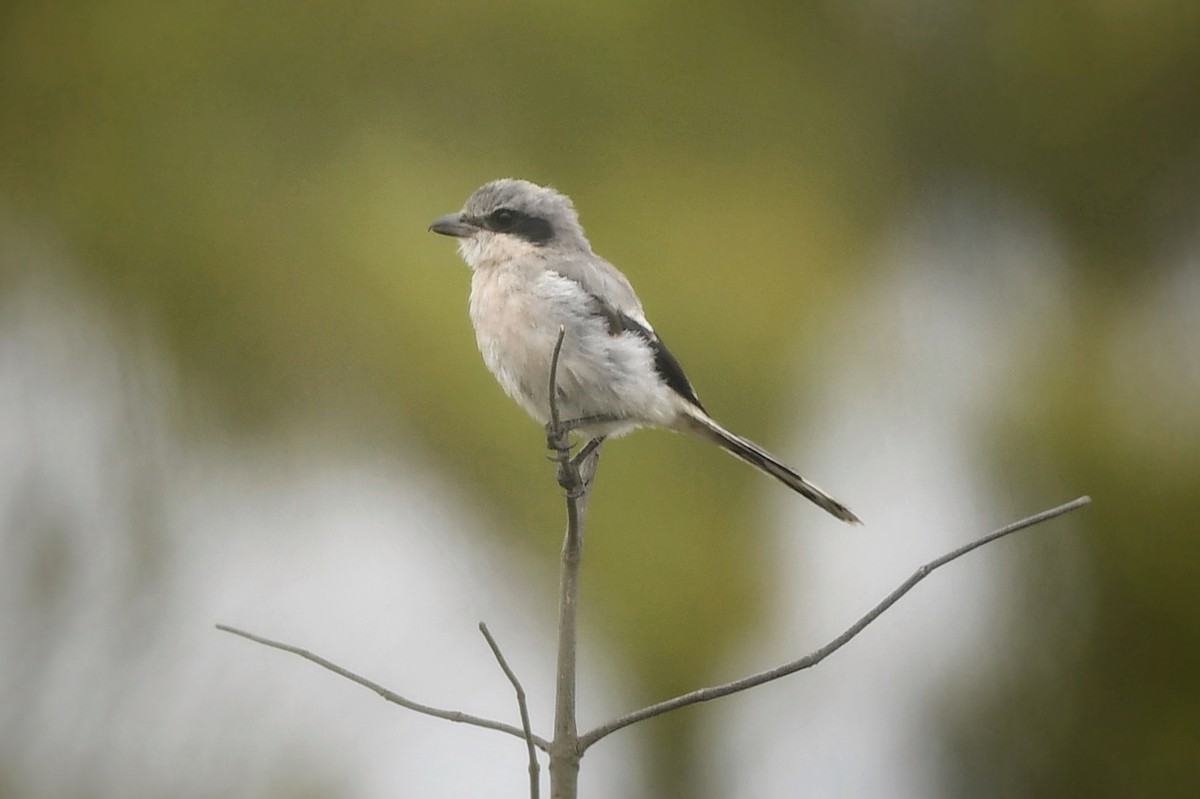 Loggerhead Shrike - ML624103915