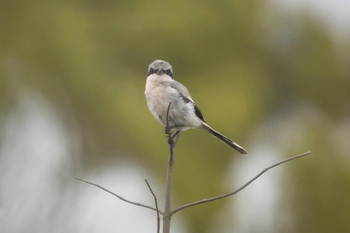 Loggerhead Shrike - ML624103918