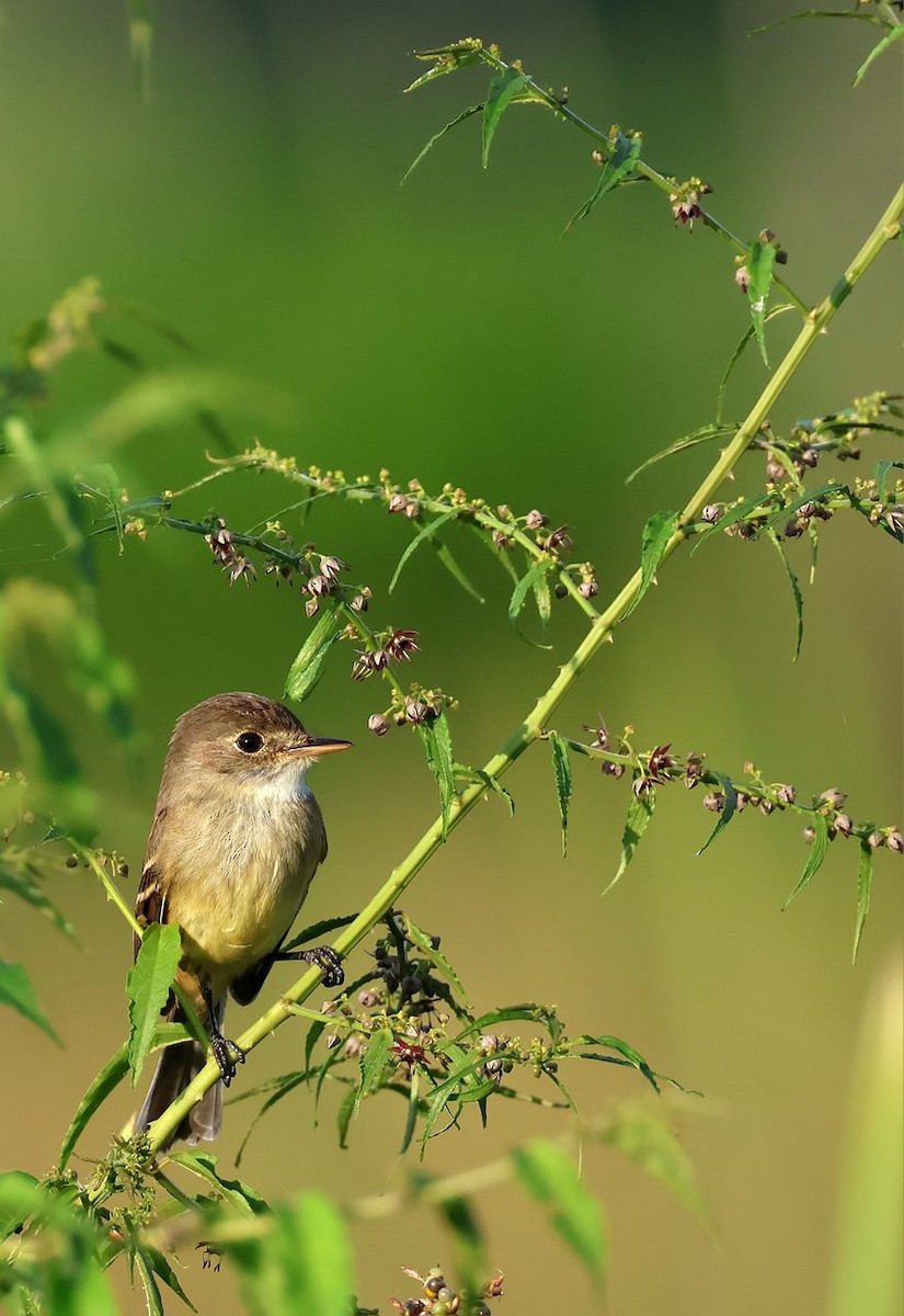 White-throated Flycatcher - ML624103927