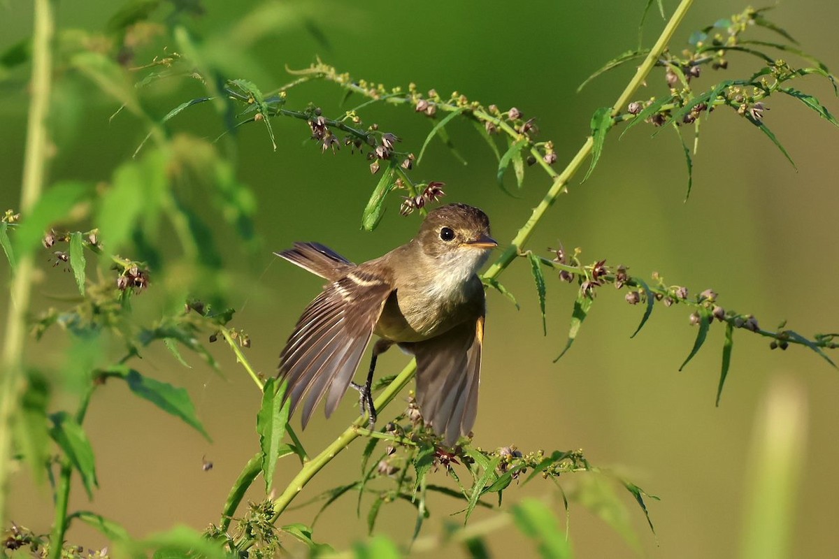 White-throated Flycatcher - ML624103928