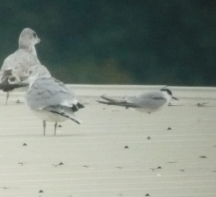 Common Tern - ML624103953