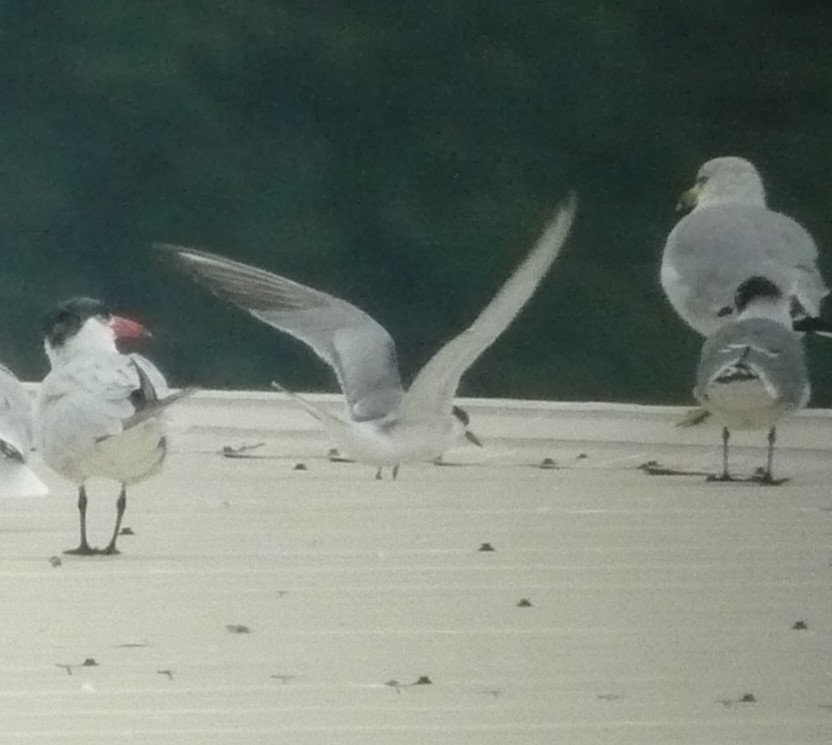 Common Tern - ML624103960