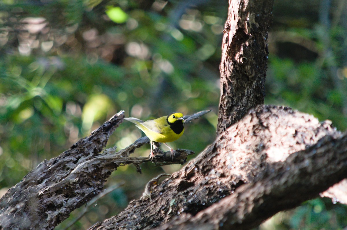 Hooded Warbler - ML624103968