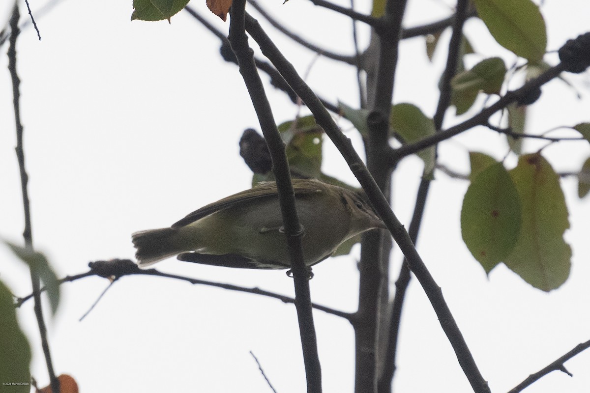 Red-eyed Vireo - Martin Dellwo