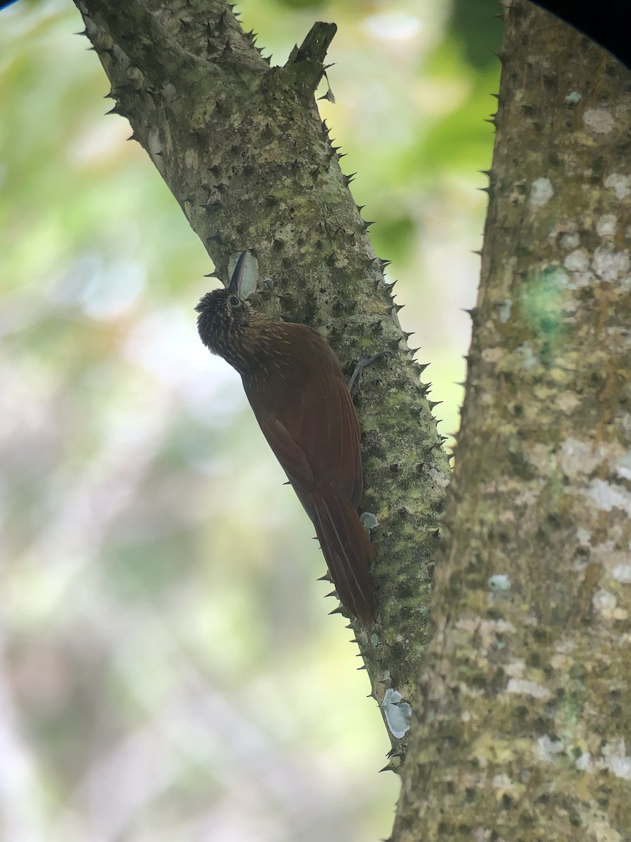 Trepatroncos Cacao - ML624103975