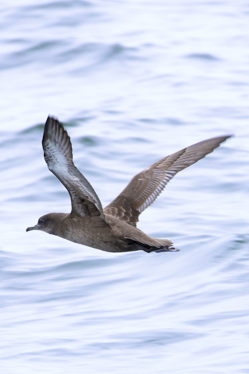 Sooty Shearwater - ML624103986