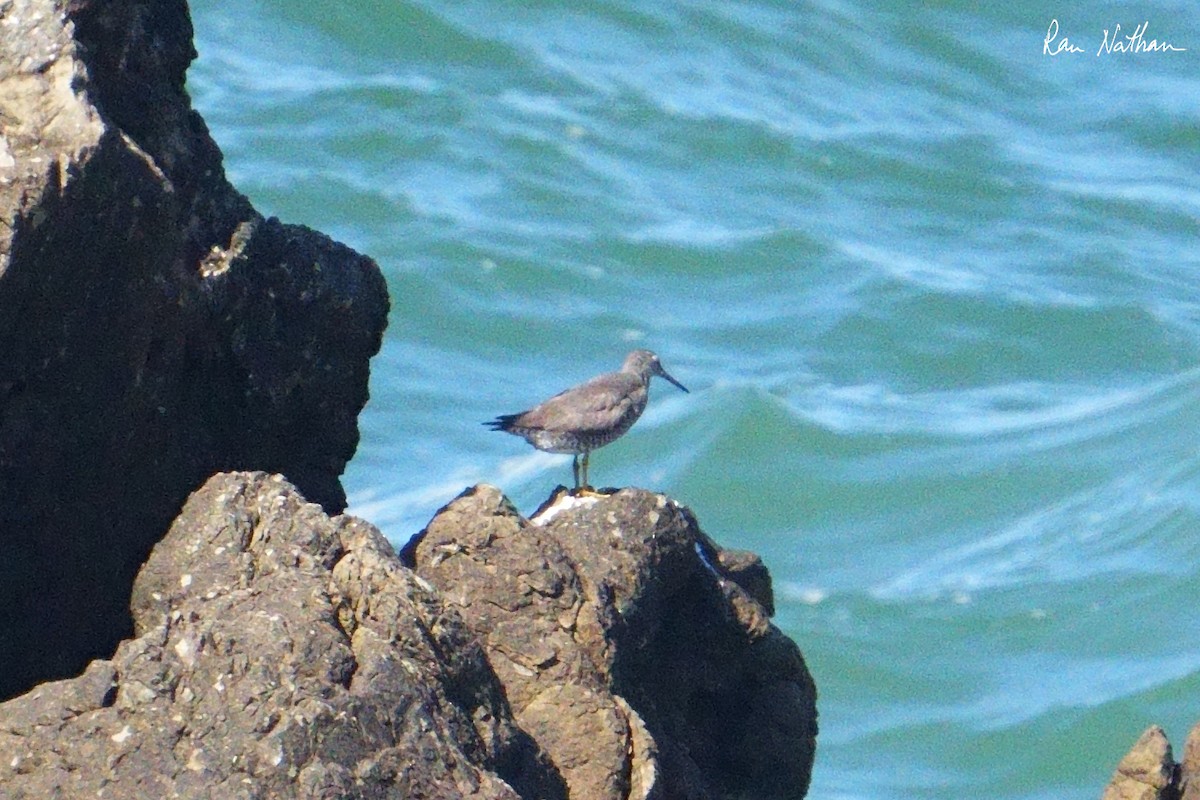 Wandering Tattler - Ran Nathan