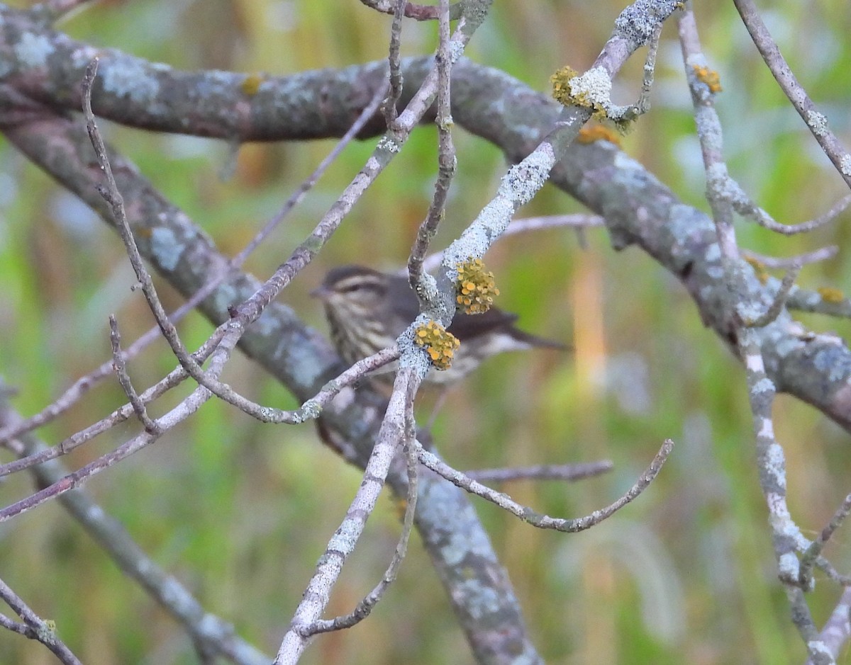 Northern Waterthrush - ML624104035