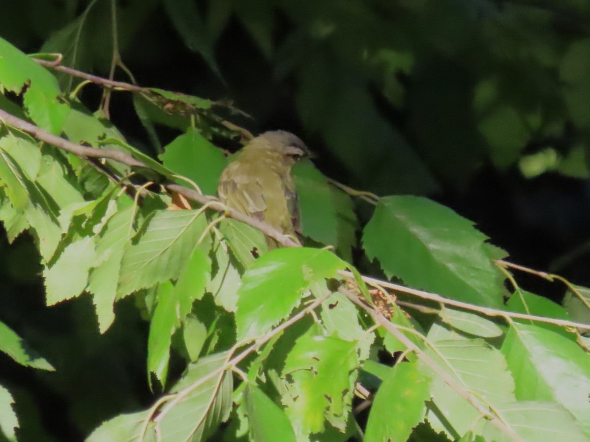 Red-eyed Vireo - ML624104066