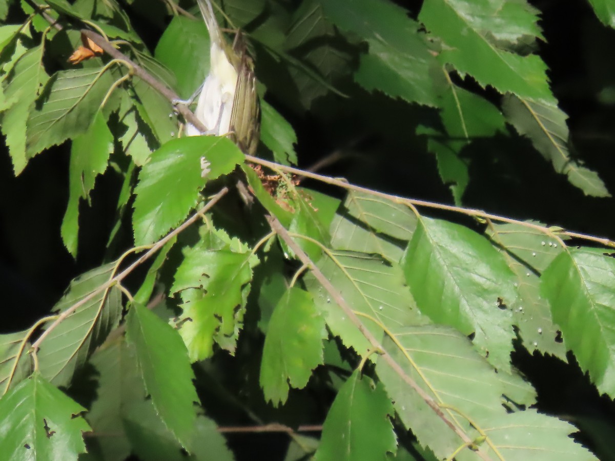 Red-eyed Vireo - ML624104067
