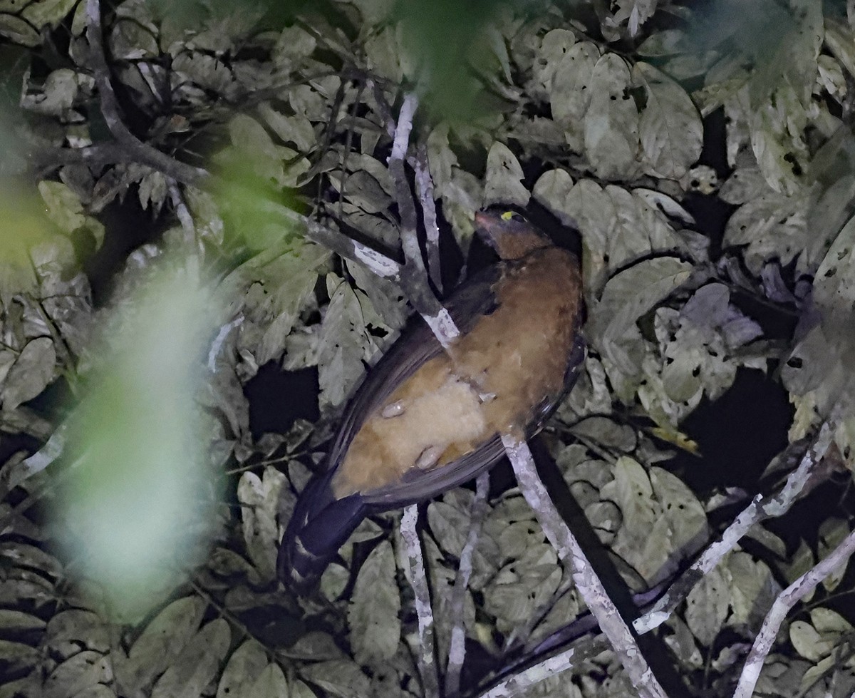 Nocturnal Curassow - ML624104068