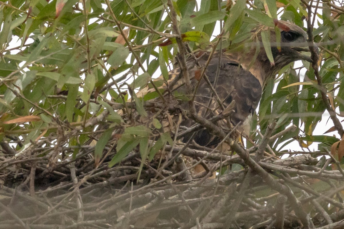 Red-tailed Hawk - ML624104075