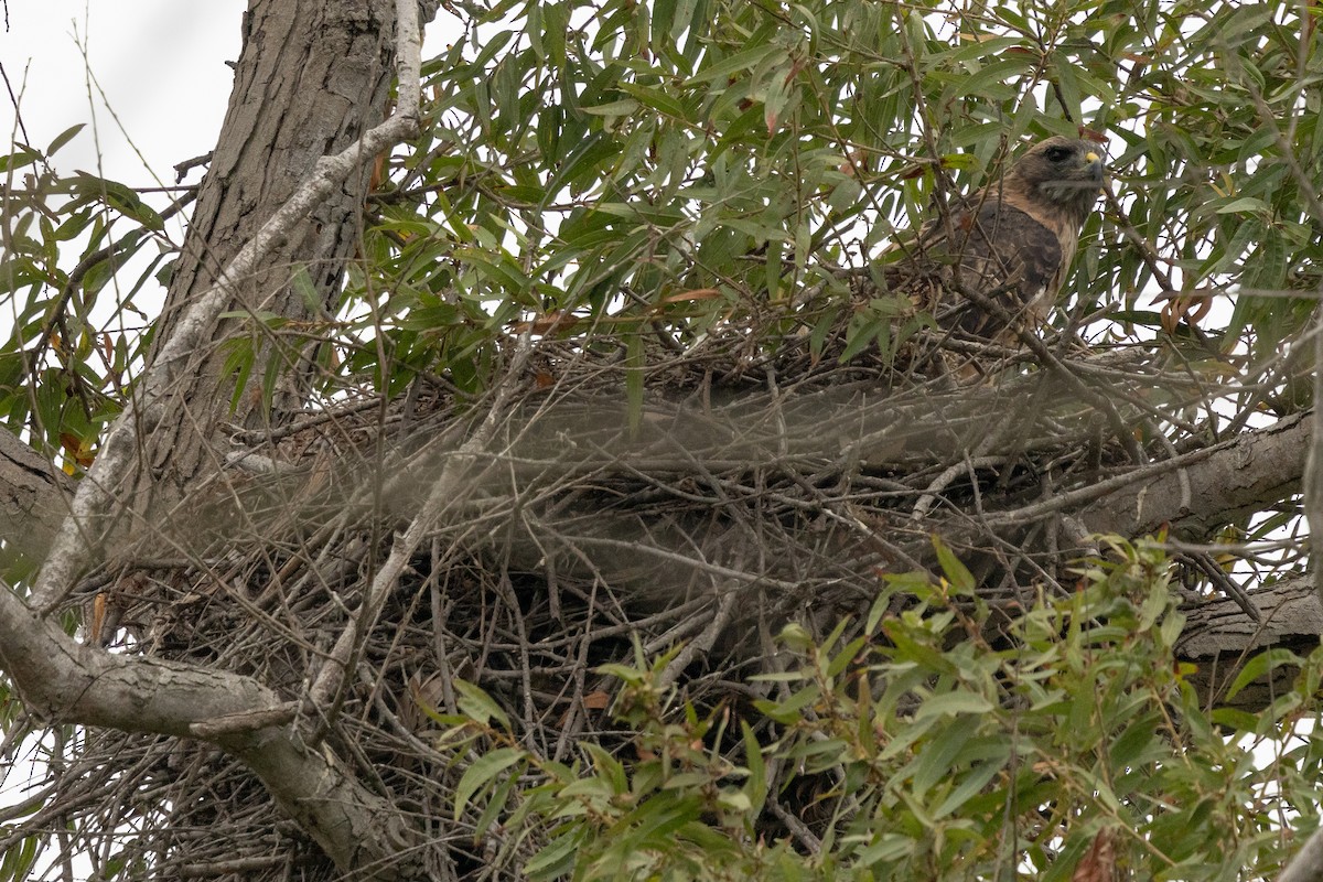 Red-tailed Hawk - ML624104076