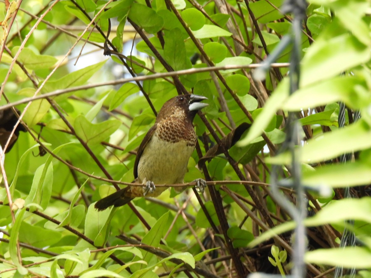 White-rumped Munia - ML624104077