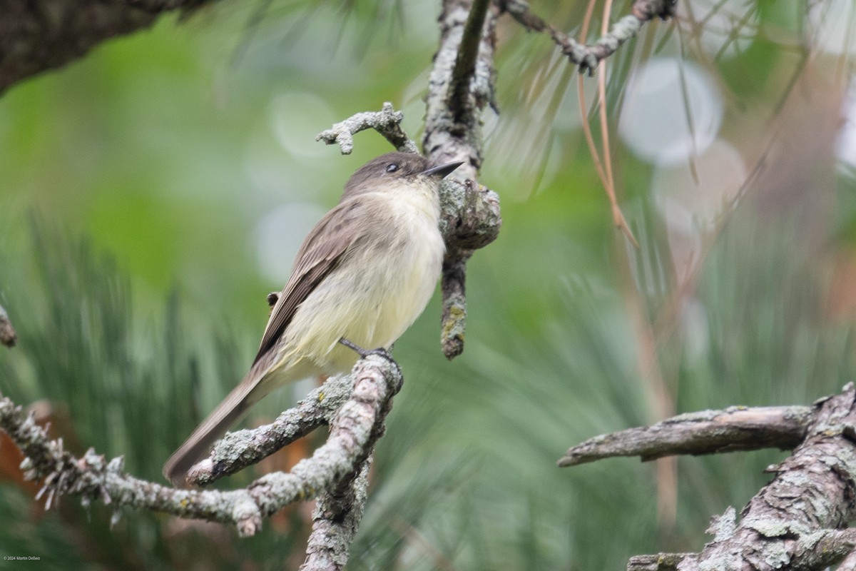 Eastern Phoebe - Martin Dellwo