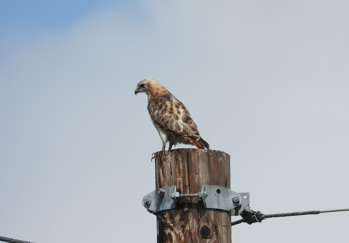 Red-tailed Hawk (borealis) - ML624104081