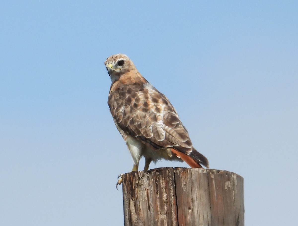 Red-tailed Hawk (borealis) - ML624104087