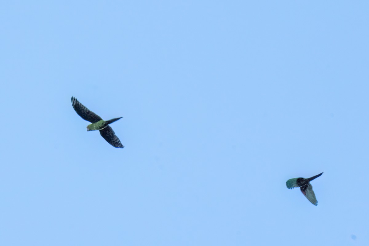 Conure à tête rouge - ML624104097