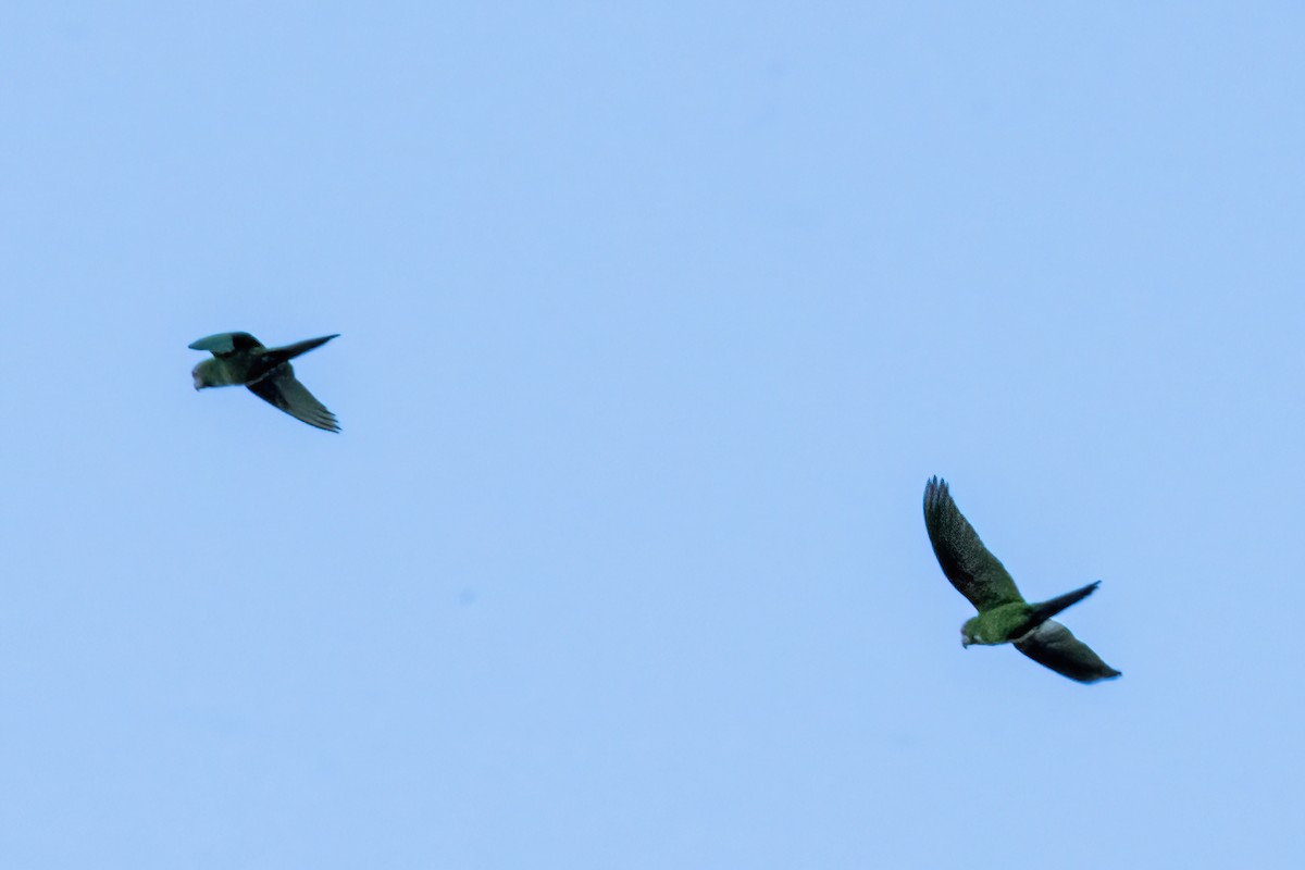 Red-masked Parakeet - ML624104098