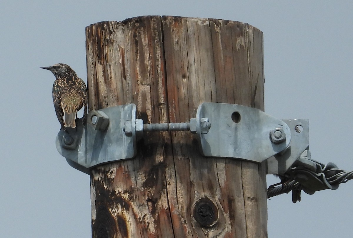 European Starling - ML624104102