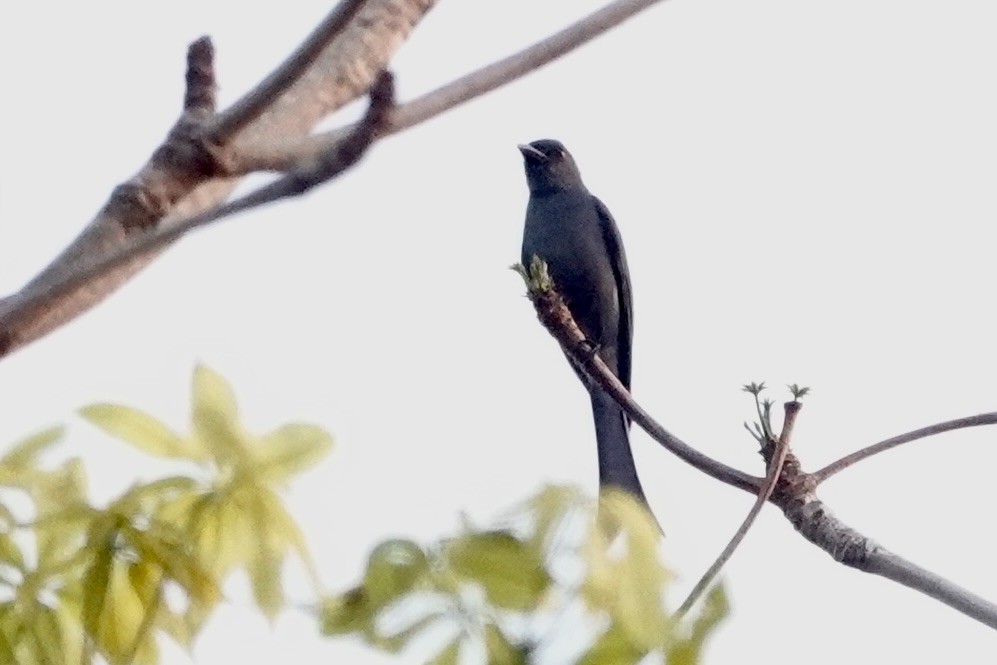 Ashy Drongo - ML624104105