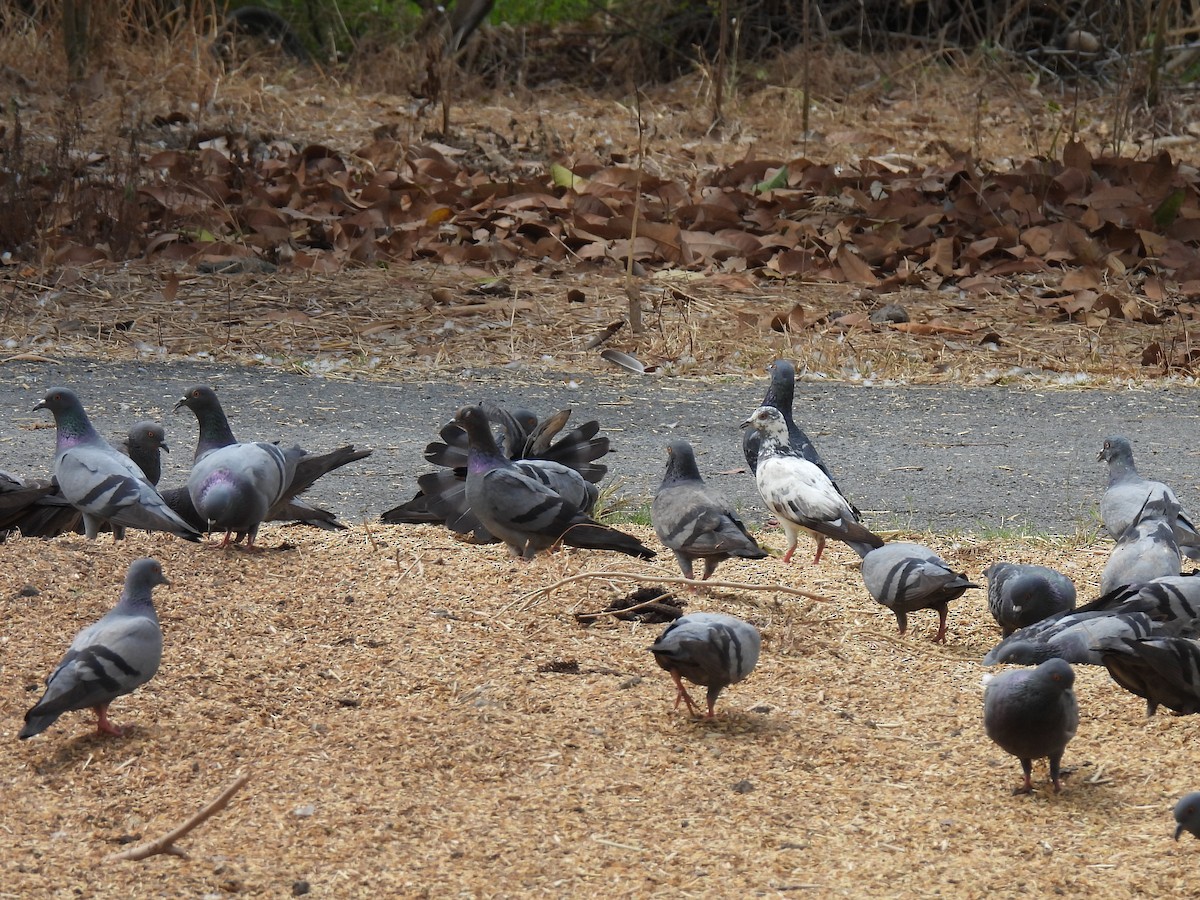 Rock Pigeon (Feral Pigeon) - ML624104109