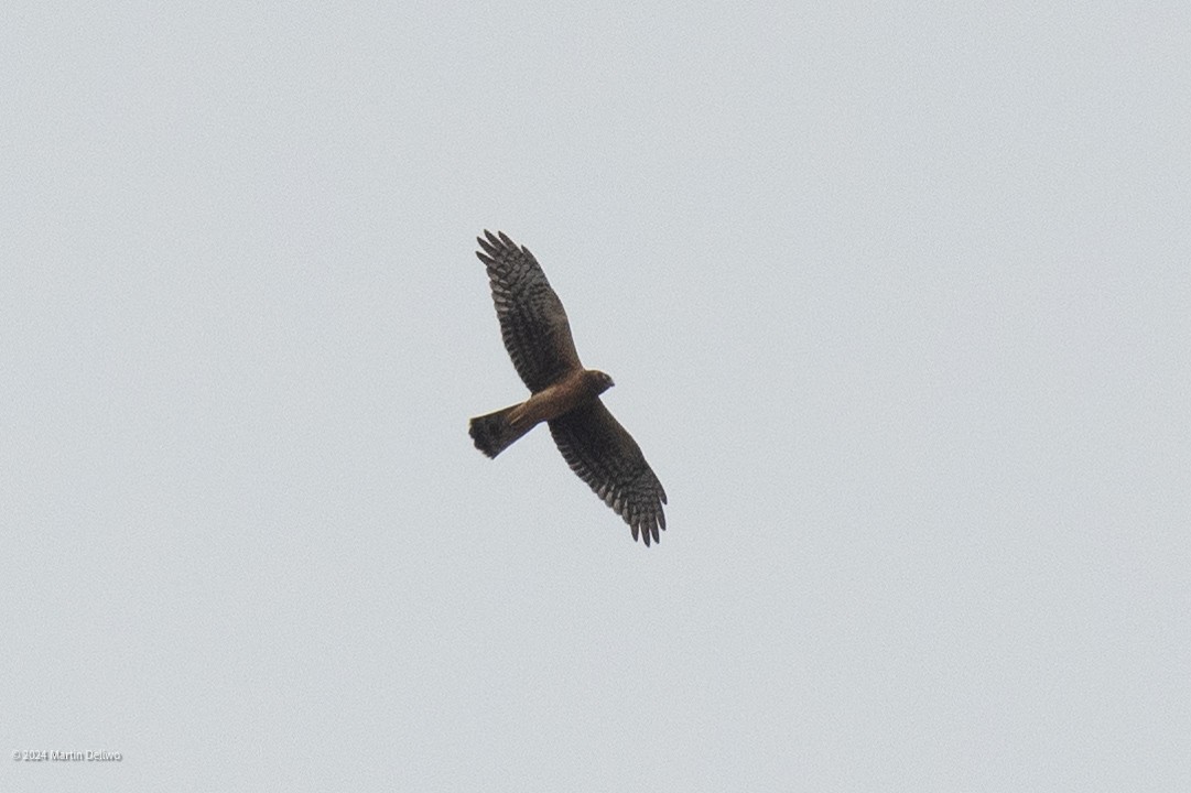 Northern Harrier - ML624104143