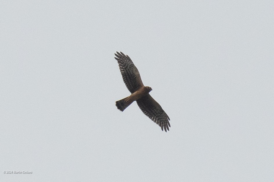 Northern Harrier - ML624104144