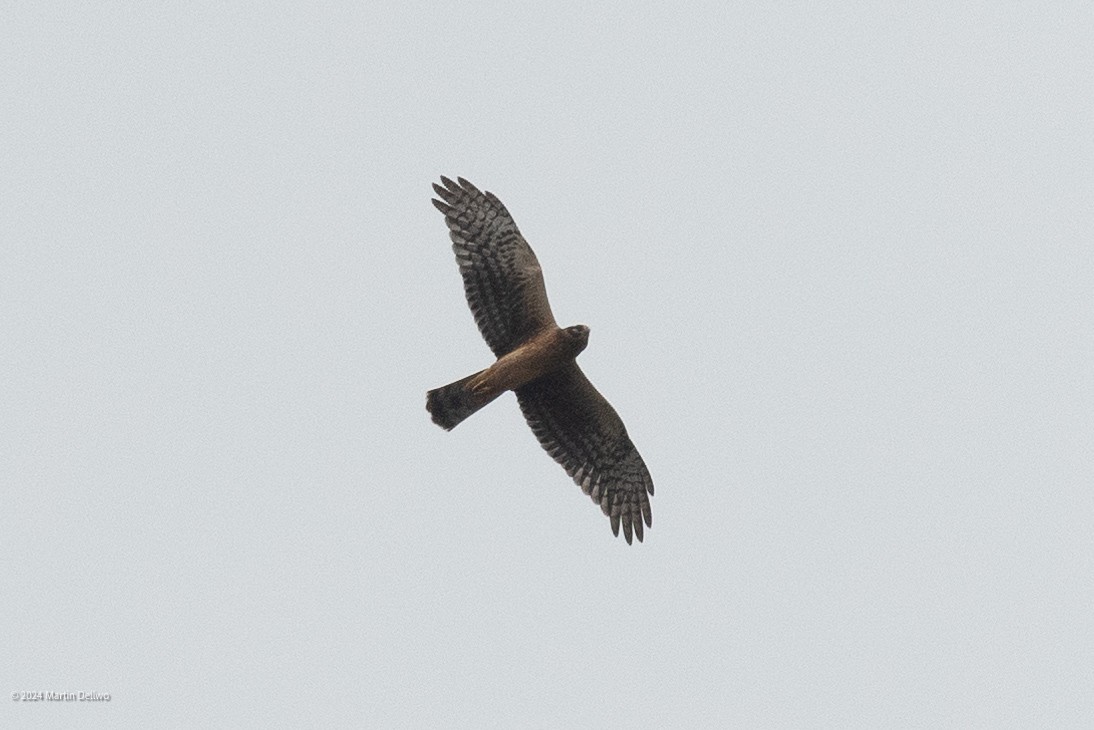 Northern Harrier - ML624104145