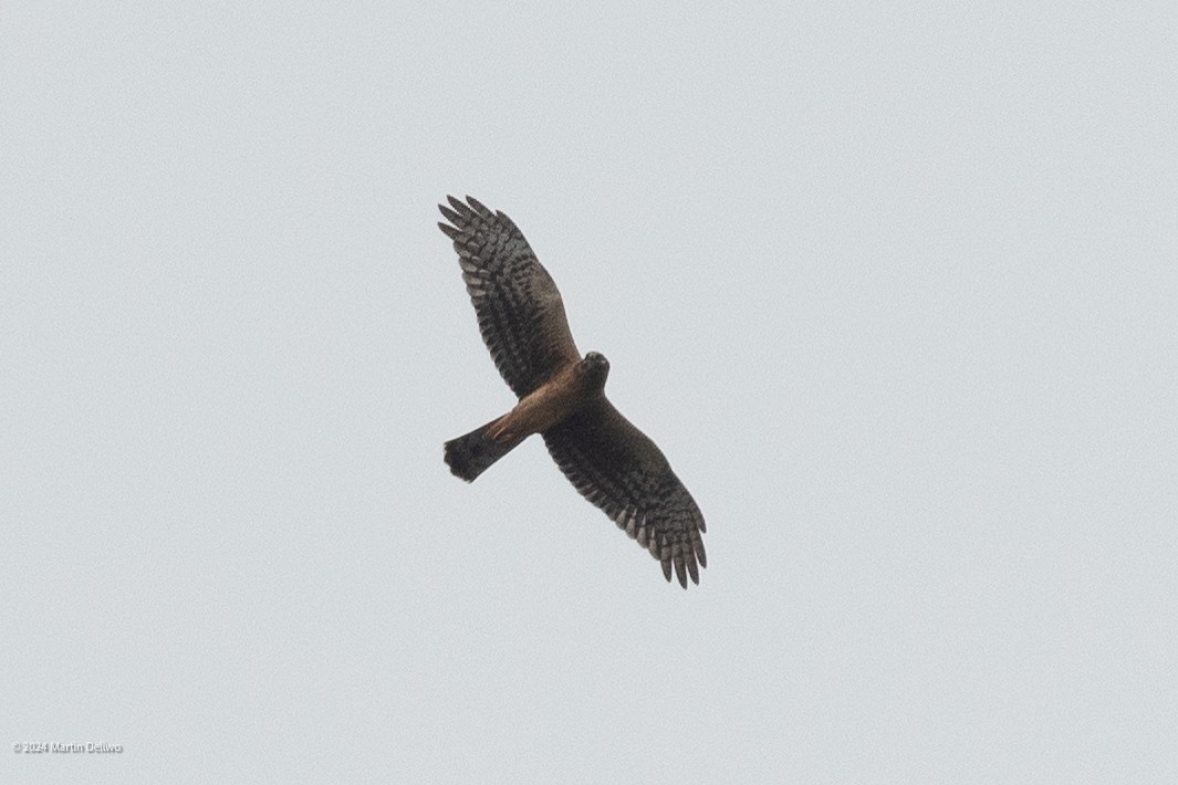 Northern Harrier - ML624104146