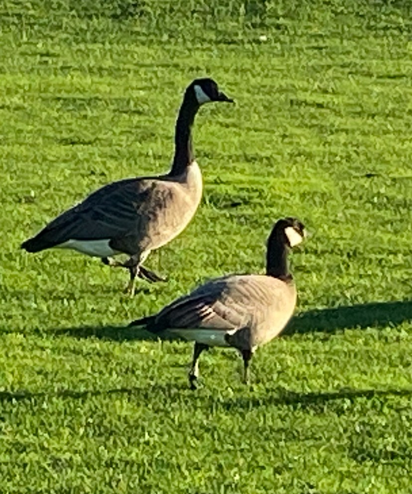 Cackling Goose (minima) - ML624104159