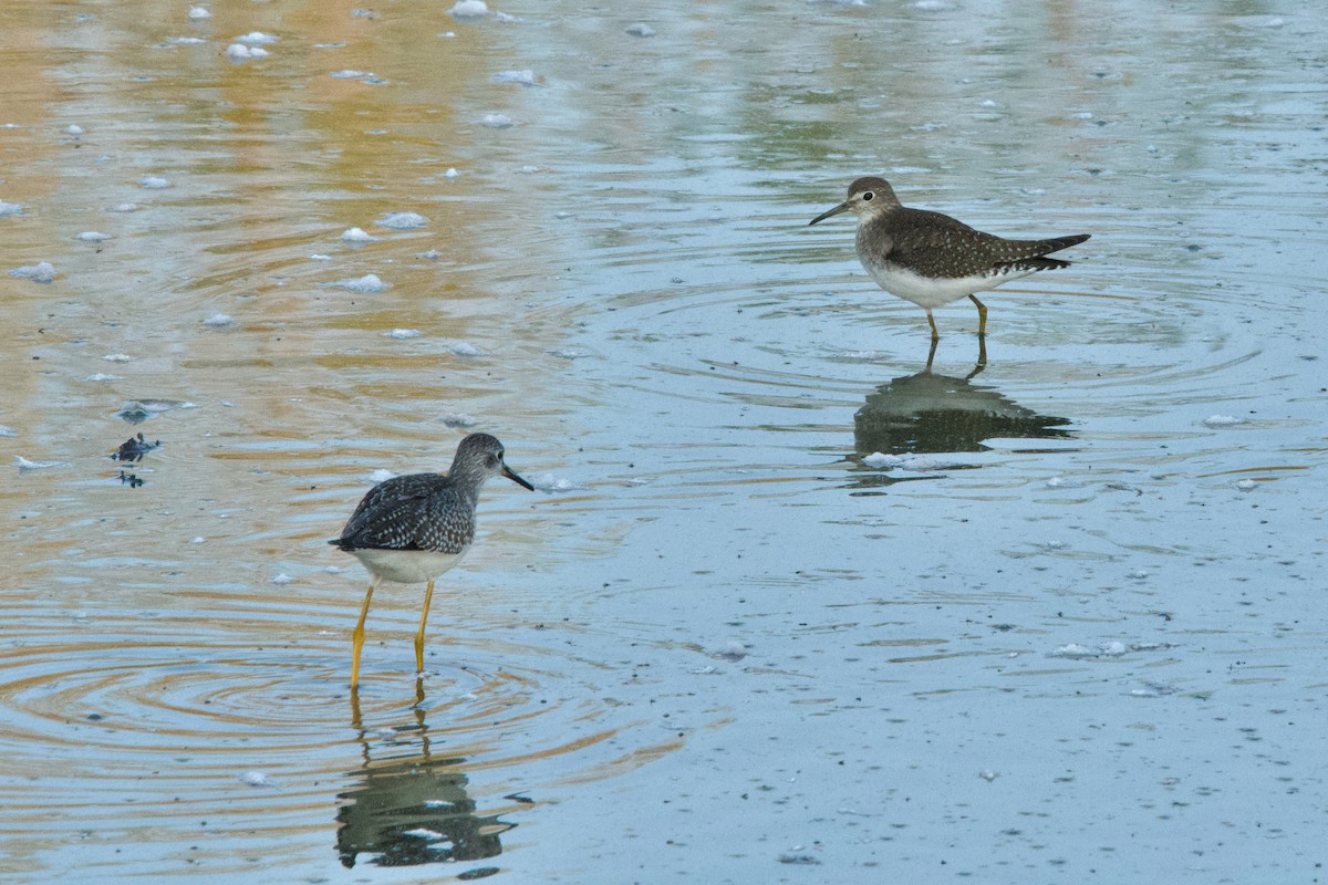 Solitary Sandpiper - Robert King