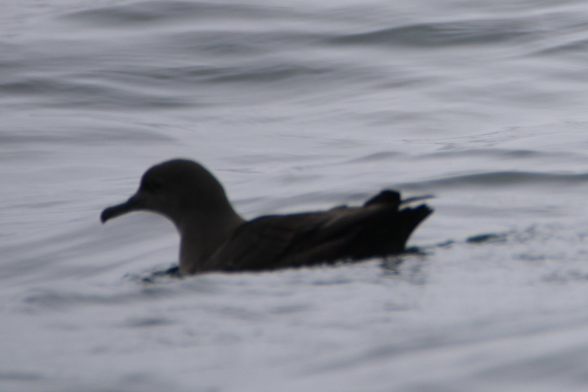 Sooty Shearwater - ML624104186