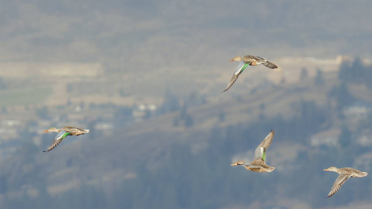 Northern Shoveler - ML624104193