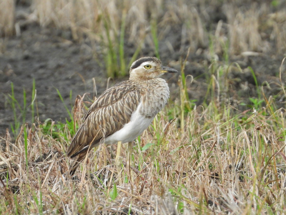 Double-striped Thick-knee - ML624104246