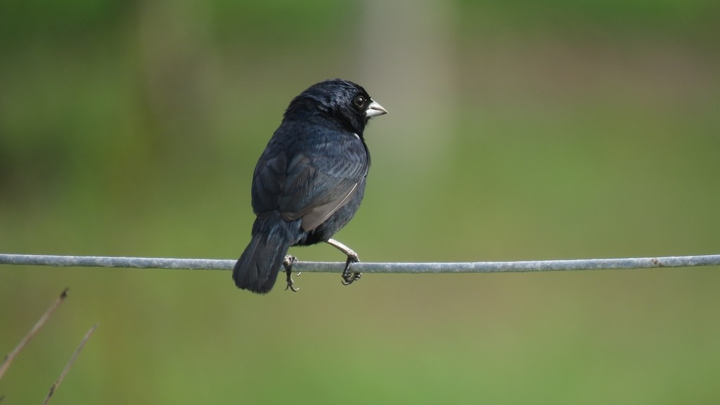 Blue-black Grassquit - ML624104260