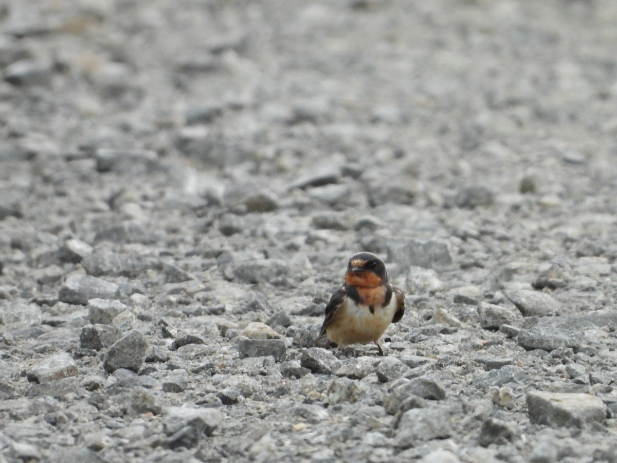 Barn Swallow - ML624104276