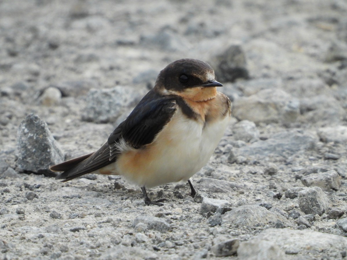 Barn Swallow - ML624104277