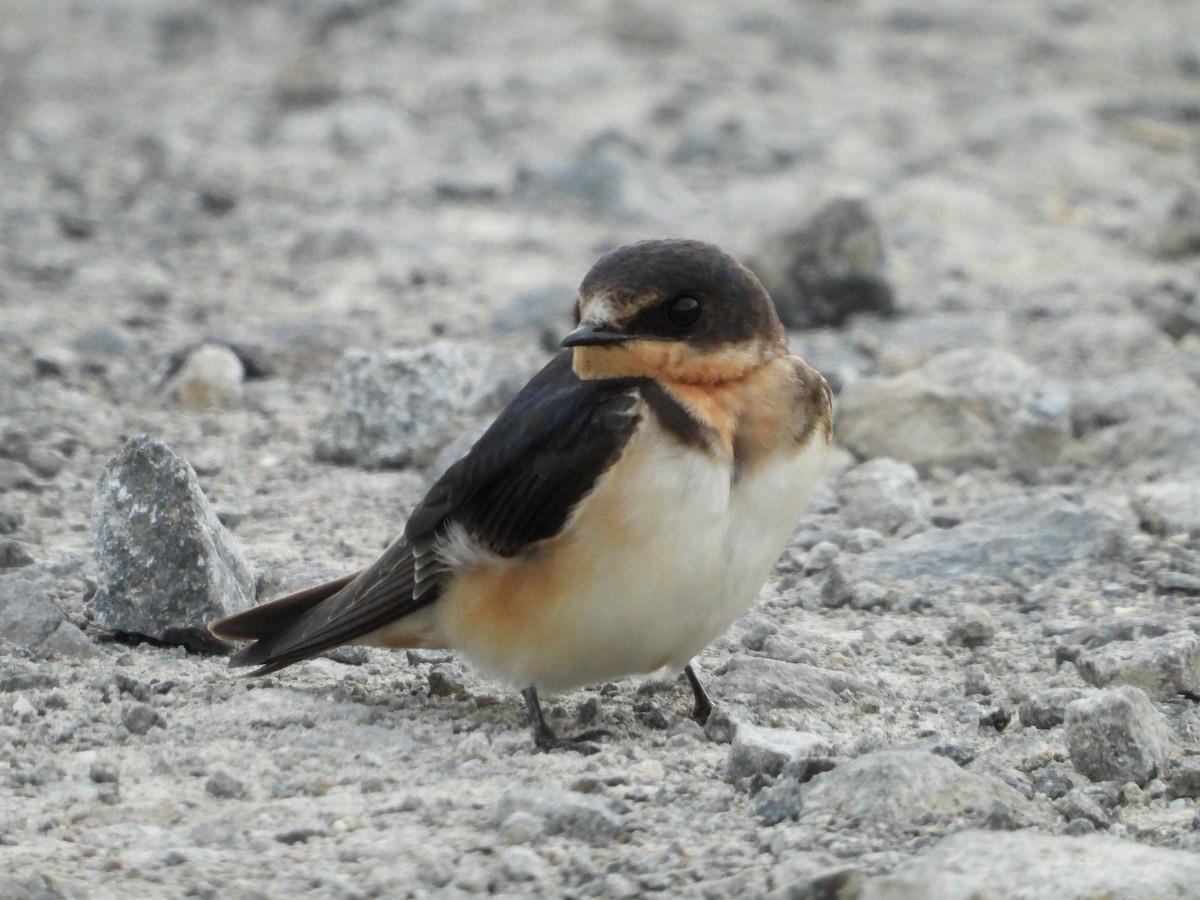 Barn Swallow - ML624104278