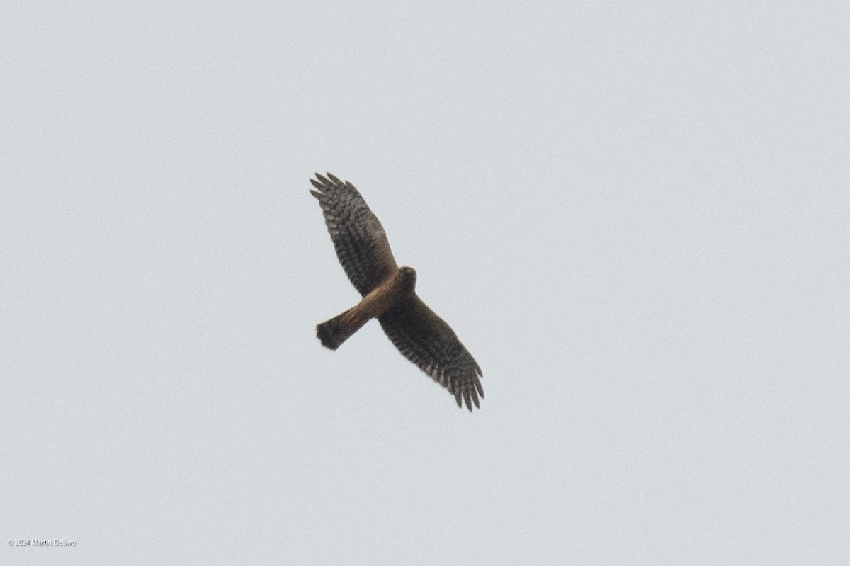 Northern Harrier - ML624104281