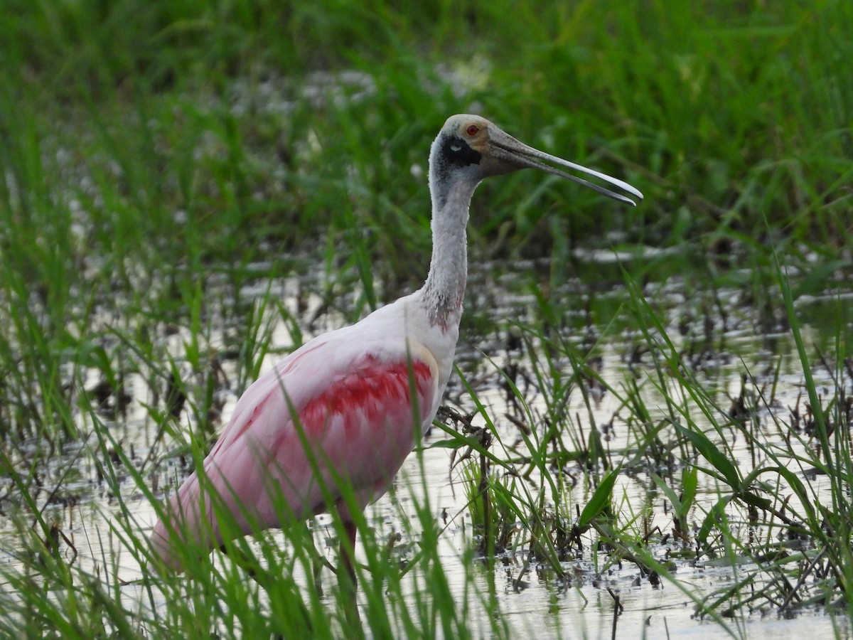 Roseate Spoonbill - Juan Carlos Melendez