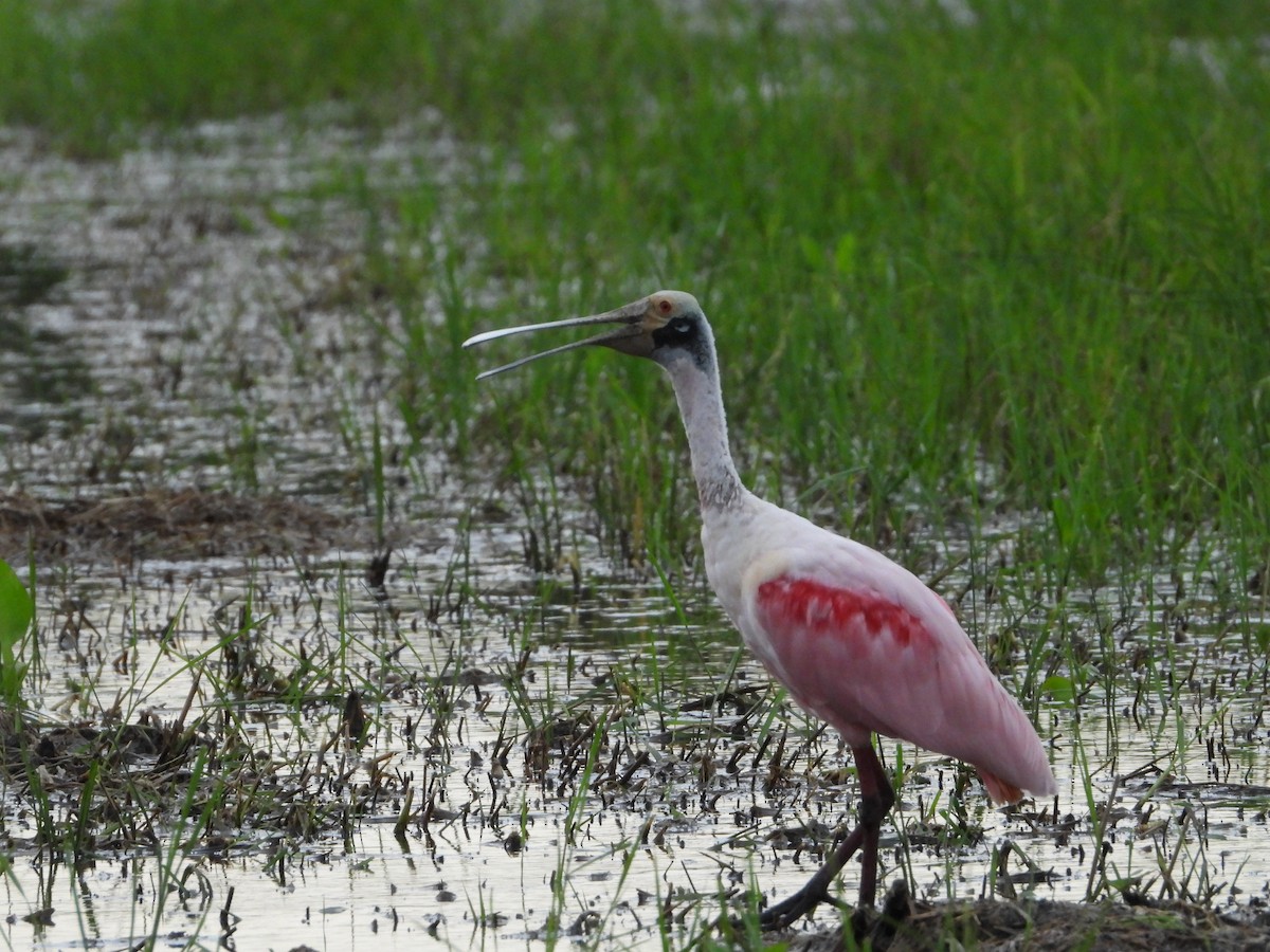 Roseate Spoonbill - ML624104293