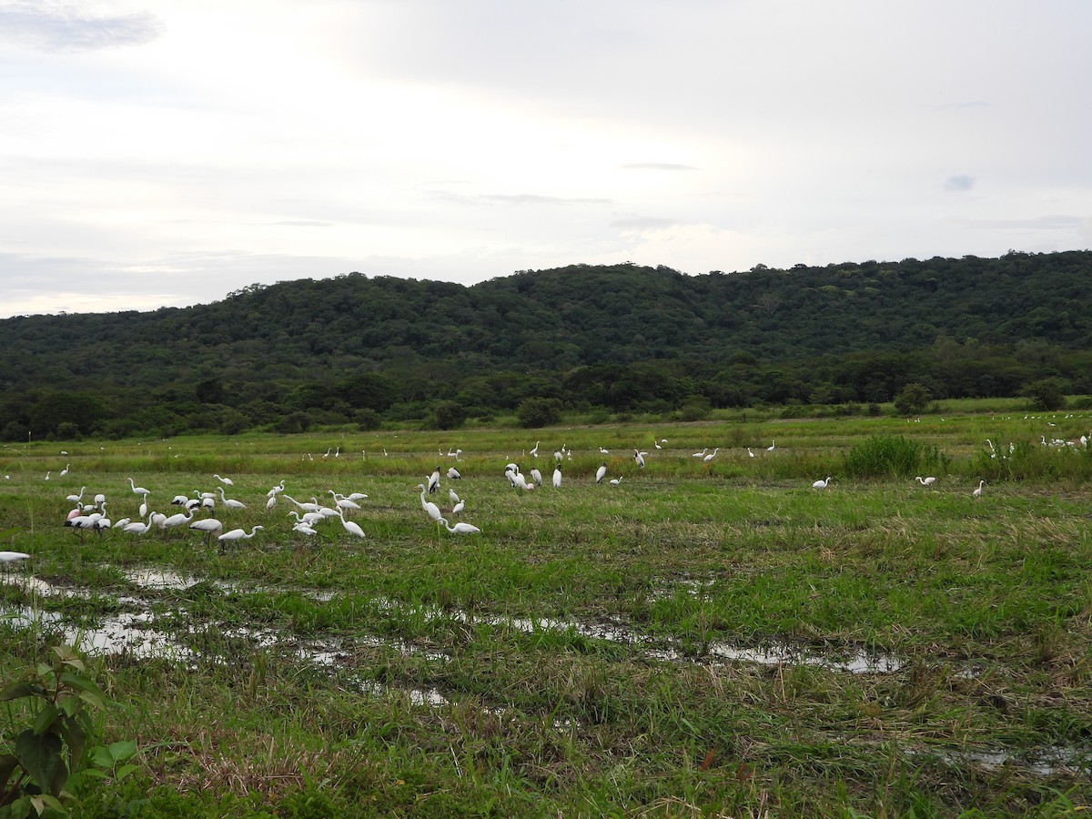 Great Egret - ML624104306