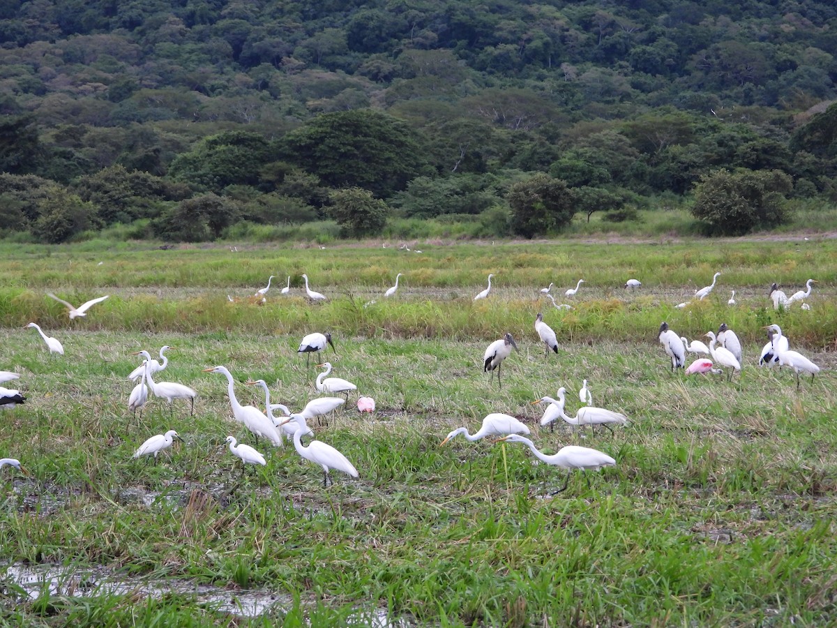 Great Egret - ML624104307