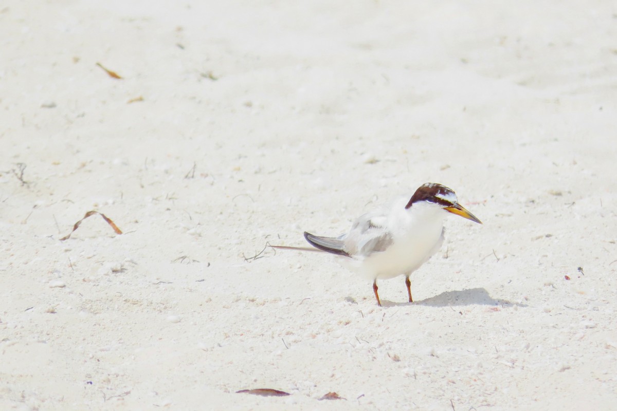 Least Tern - ML624104314