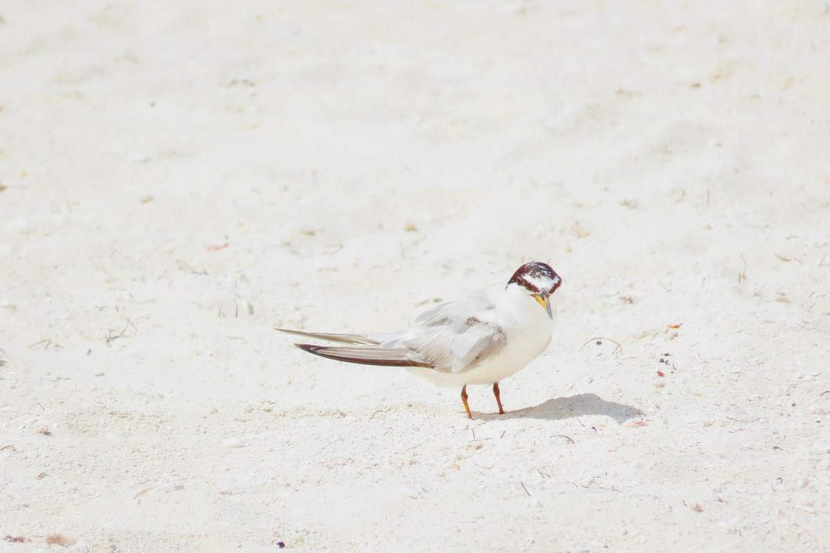 Least Tern - ML624104315