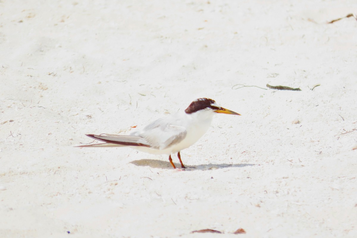 Least Tern - ML624104316